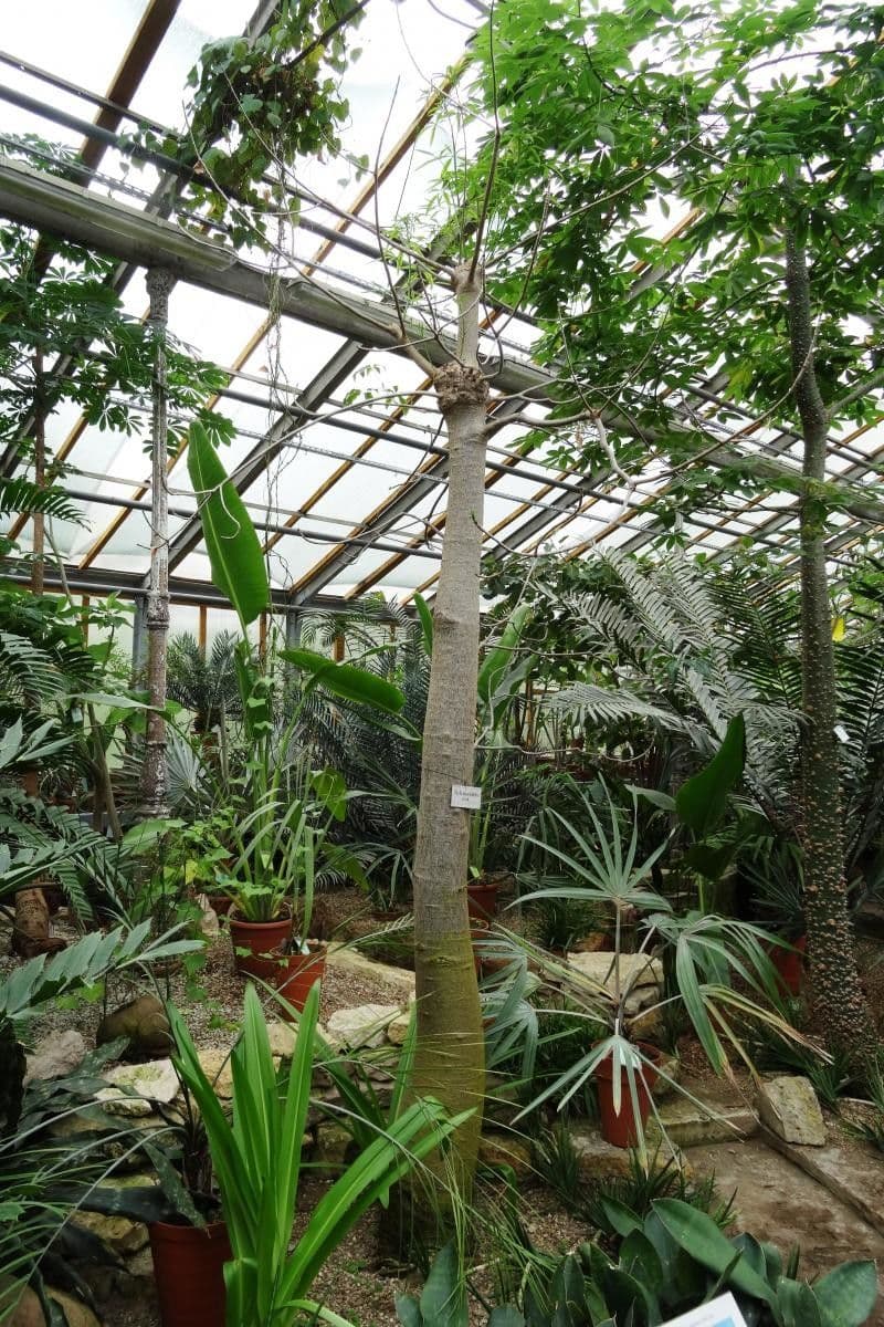 Baobab 16