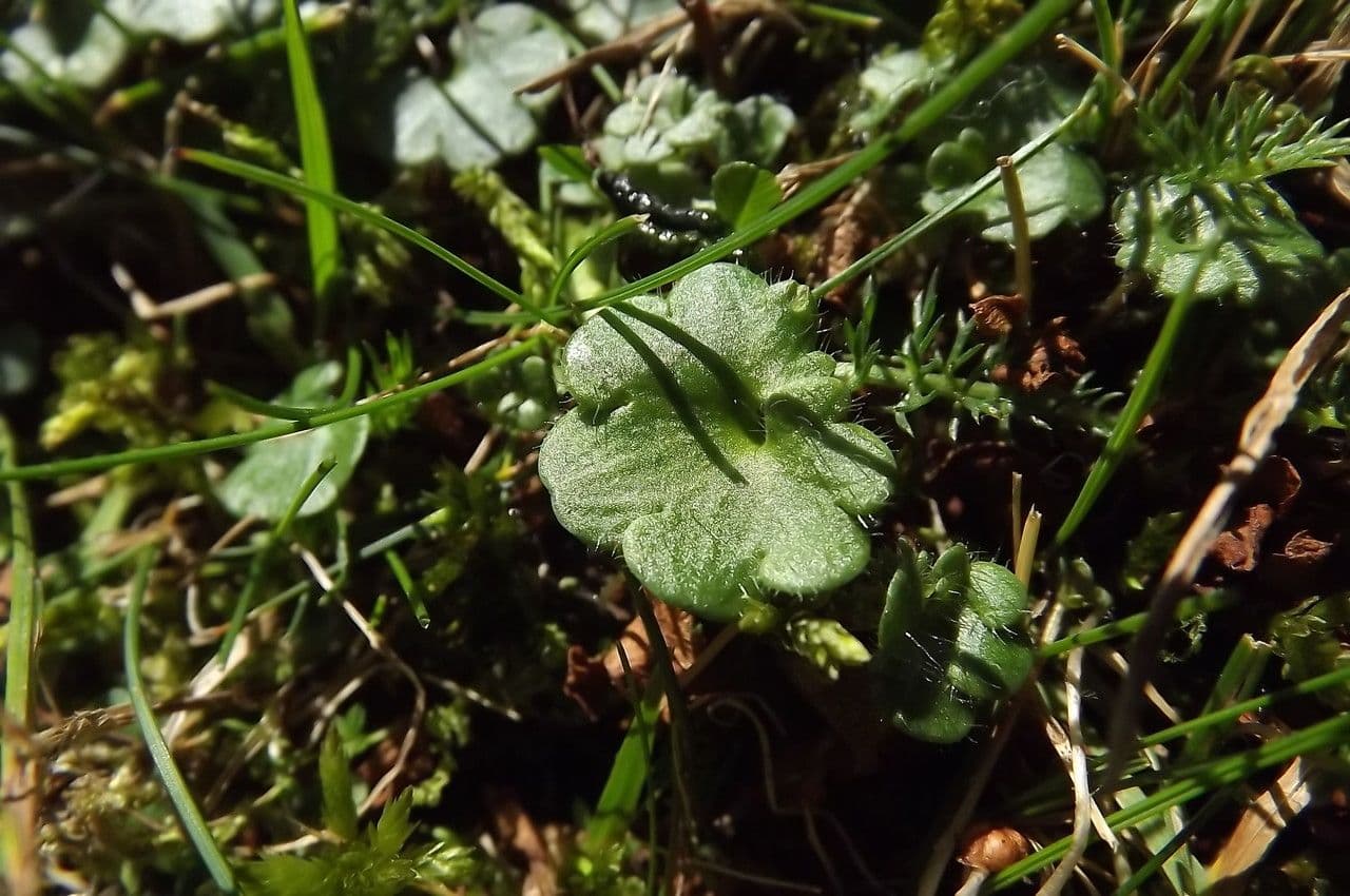 Sibthorpia Europaea 15
