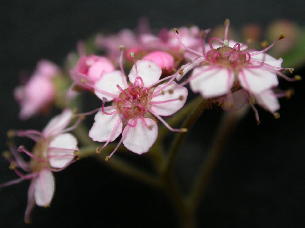 Spirea bella