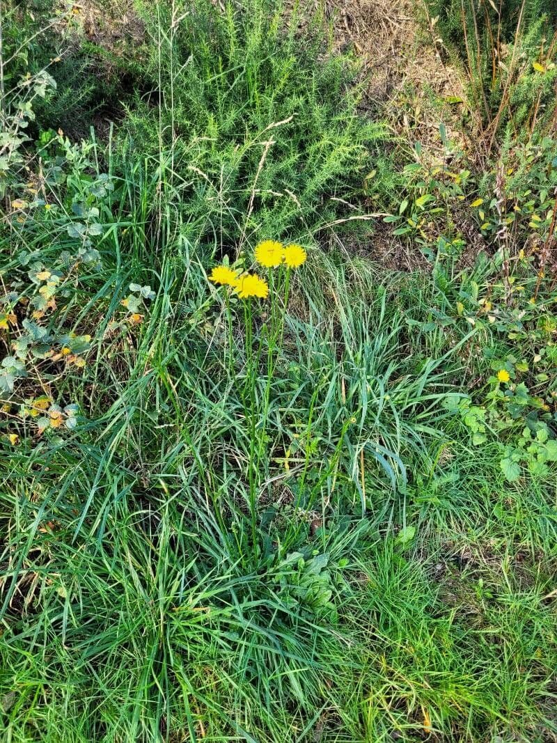 Radicchiella autunnale 15