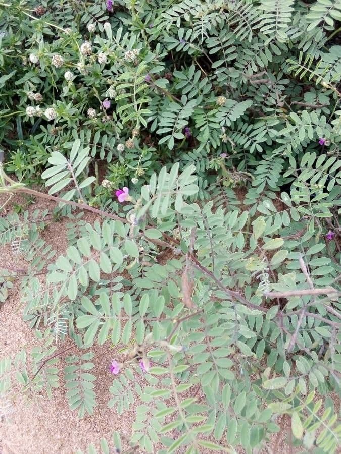 Tephrosia 21