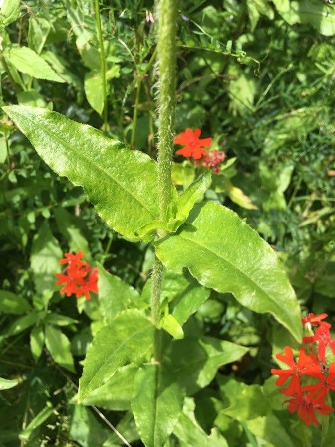 Silene 9