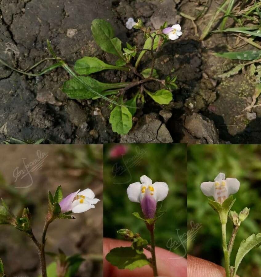 Mazus pumilus