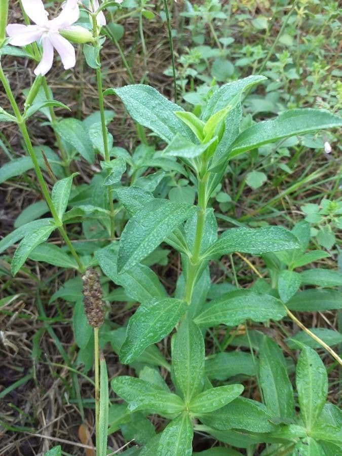 Saponaria comune 16