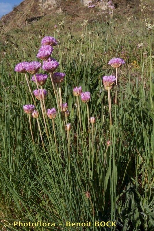 Armeria 4