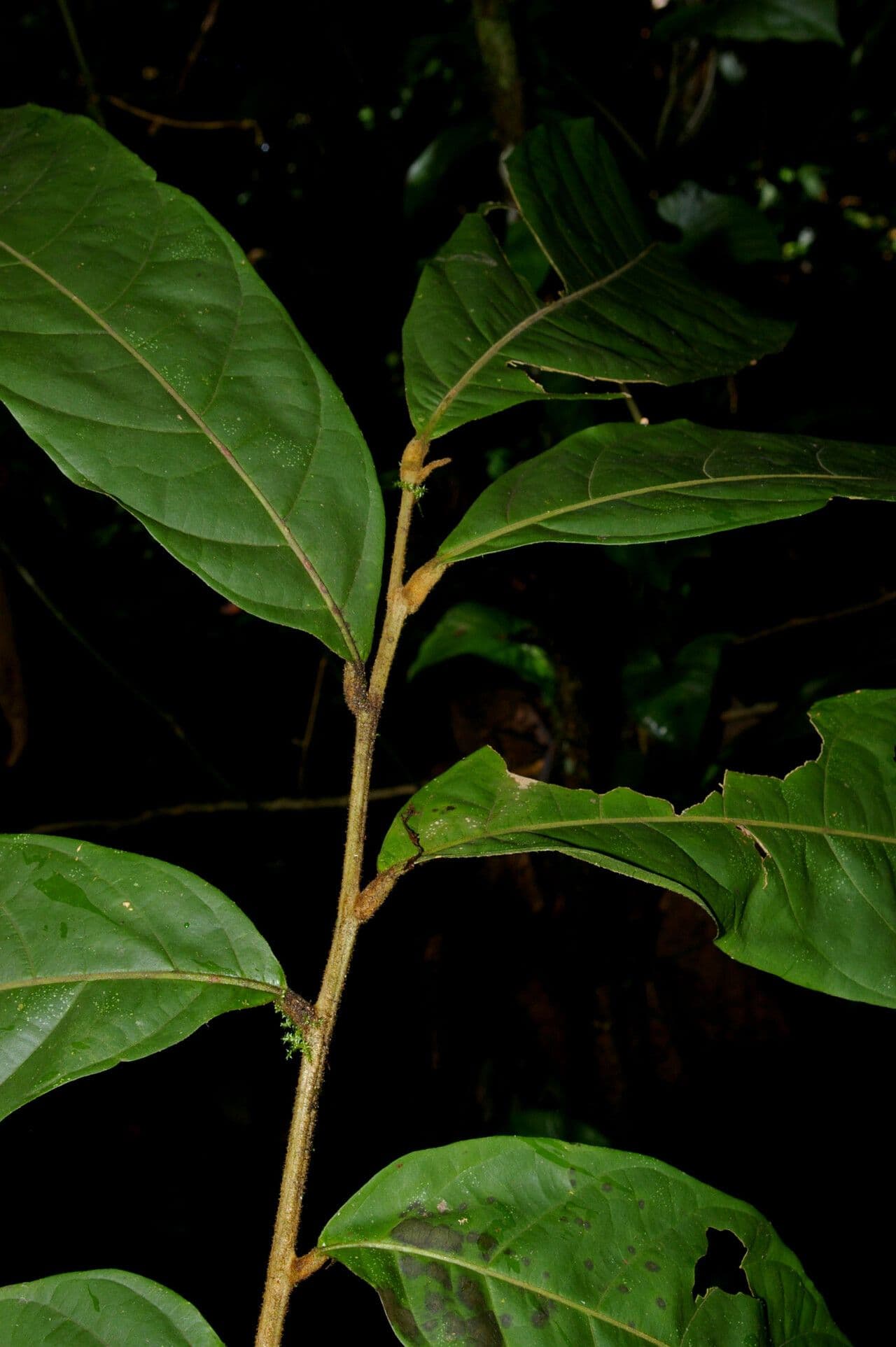 Cupania 3
