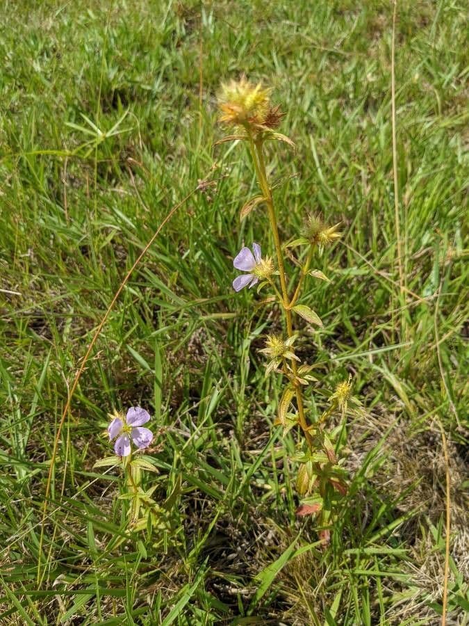 Falsa prateria 8