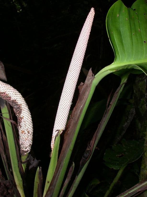 Rhodospatha 4