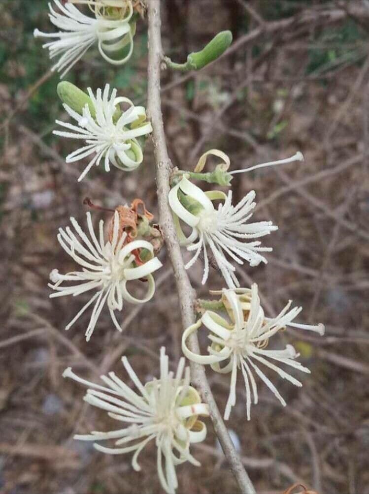 Alangium 4