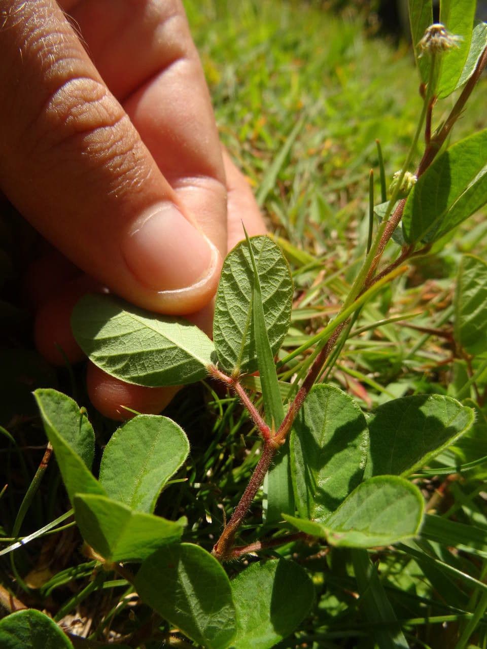 Desmodium 23