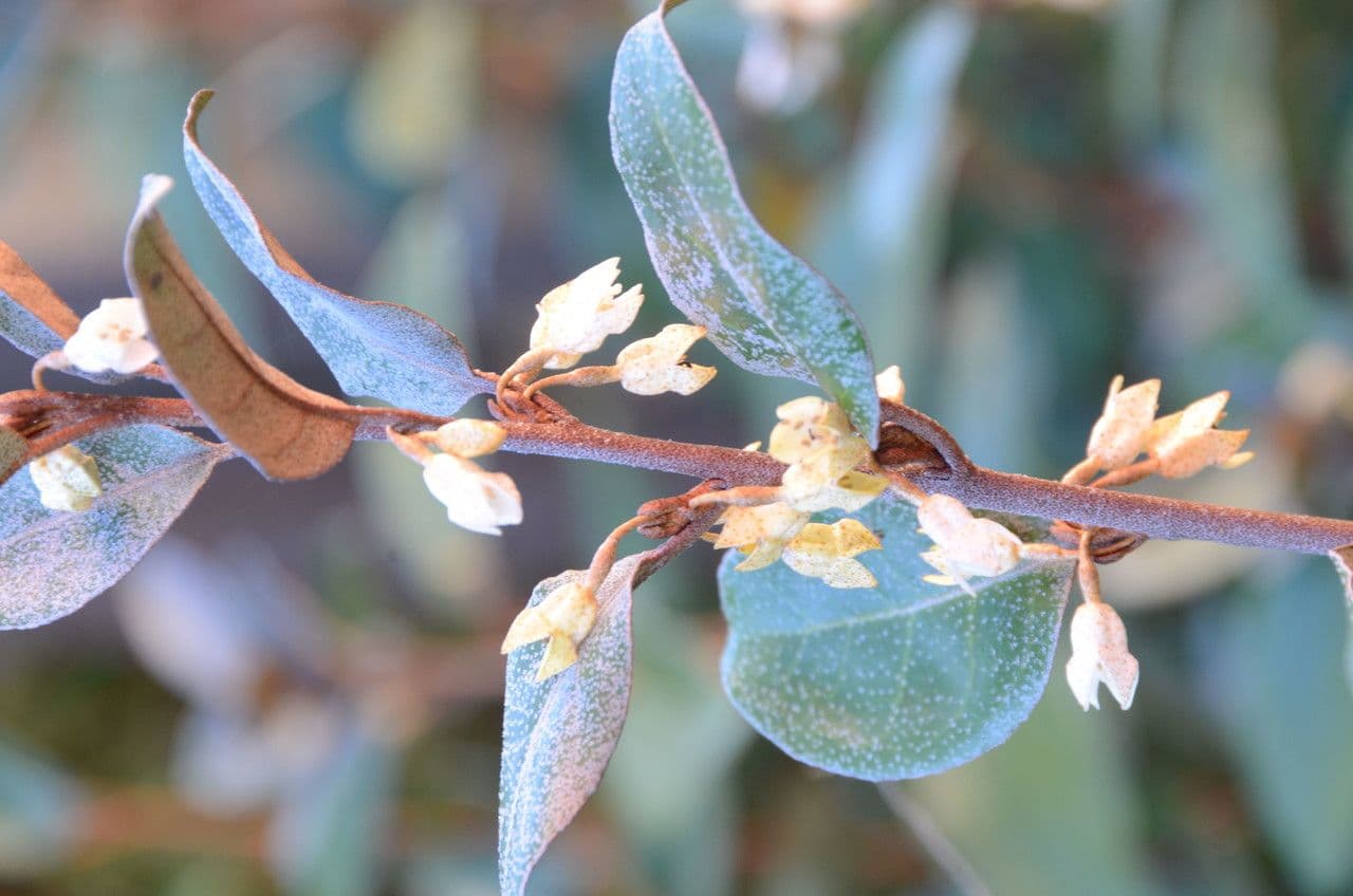 Elaeagnus 28