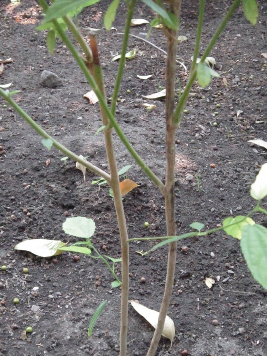 Pavonia spinosa 12