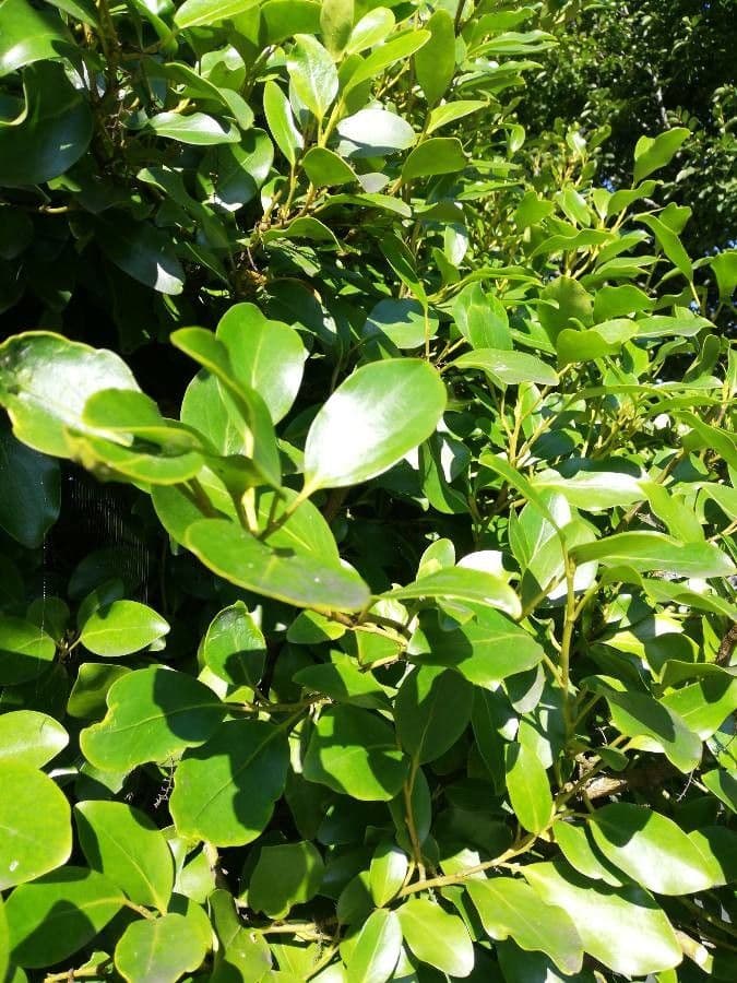 Griselinia 7