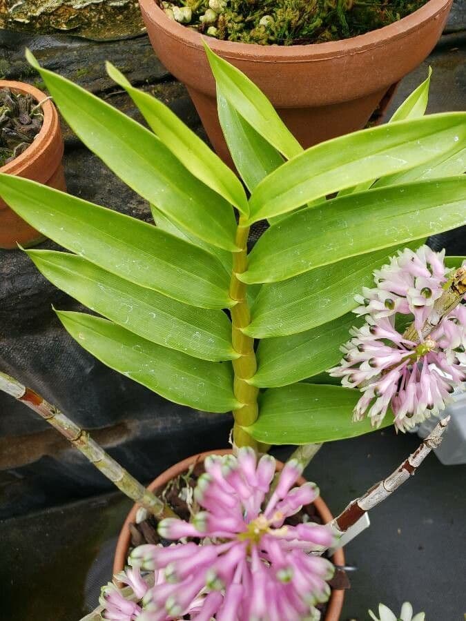 Dendrobium 4