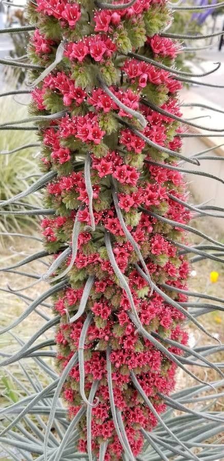 Echium di Wildpret 4