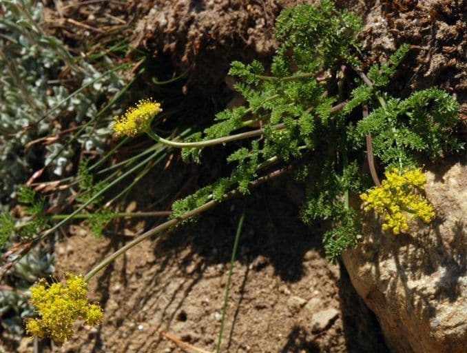 Lomatium 4