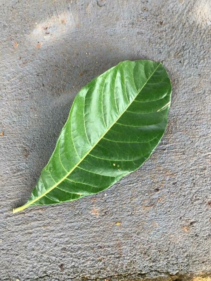 Lophanthera 11