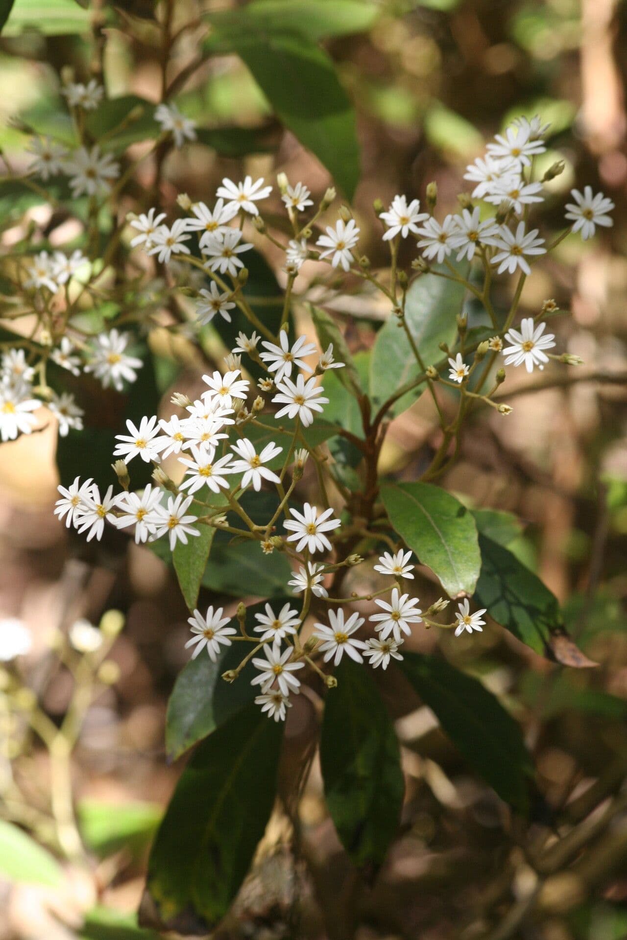 Olearia megalophylla 2