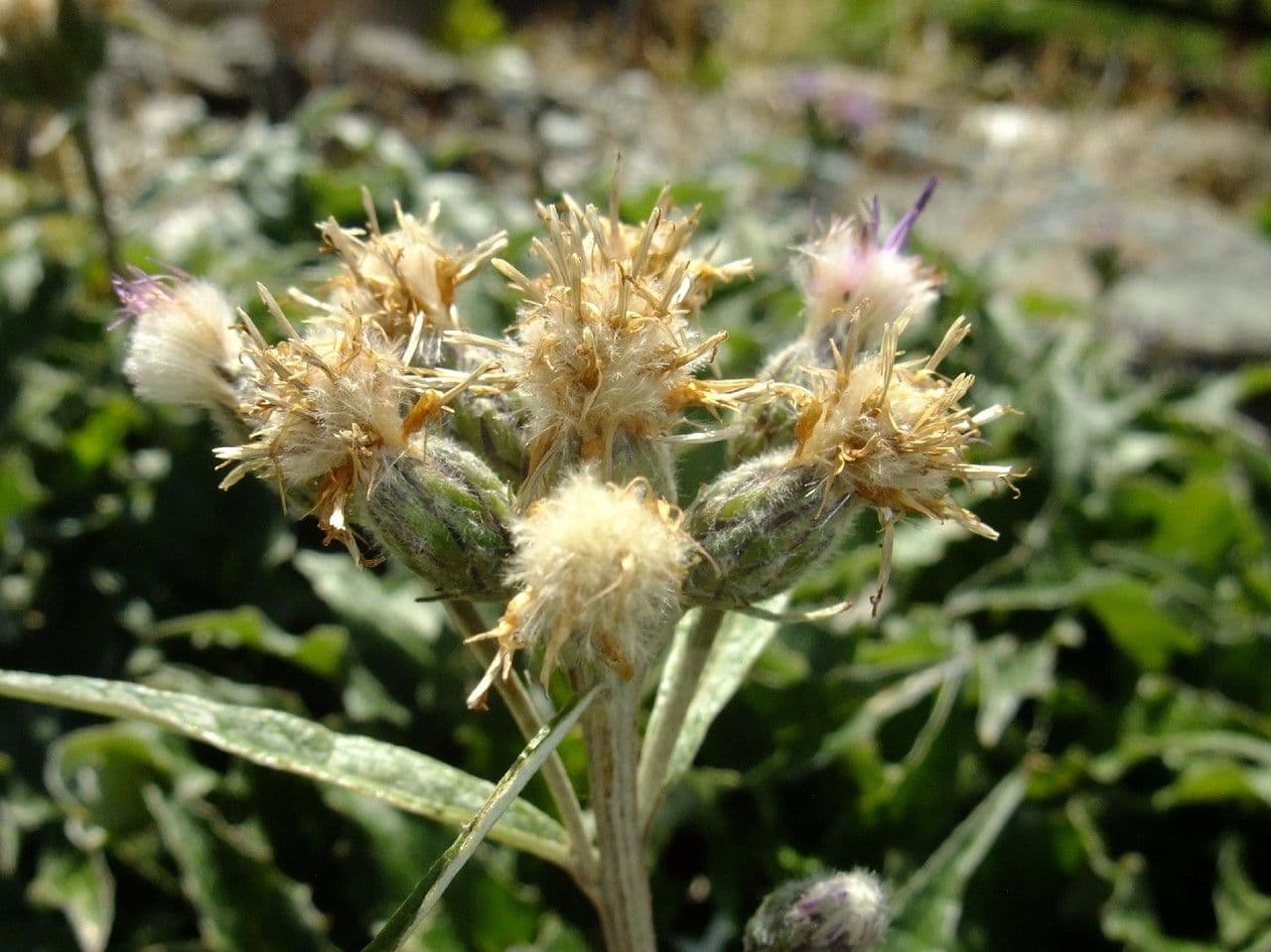 Saussurea discolor 4