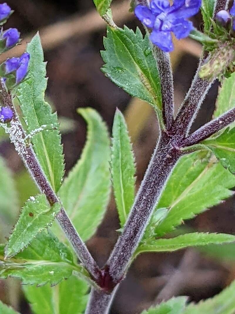 Veronica spigata 25