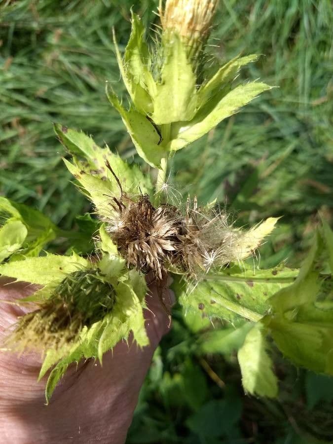 Kohldistel 5