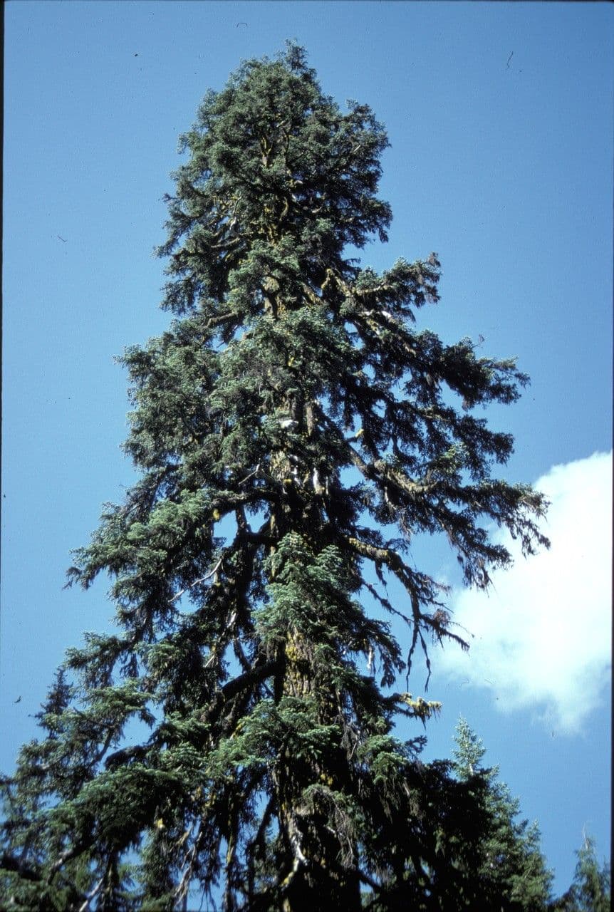 Jodła
