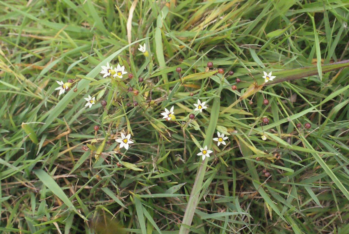 Sisyrinchium micranthum 10