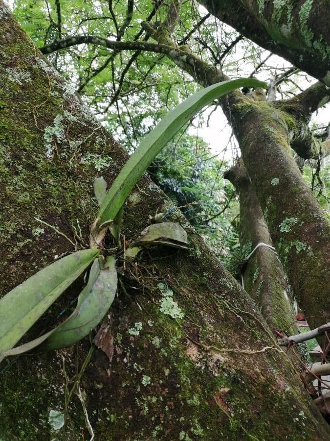 Orchidea farfalla di Cartagena 4