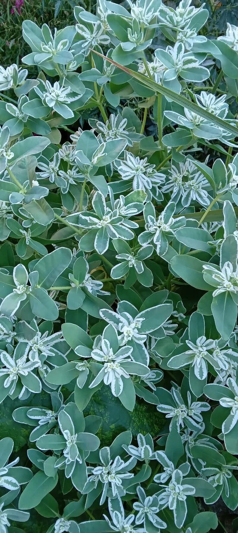 Euforbia marginata 14