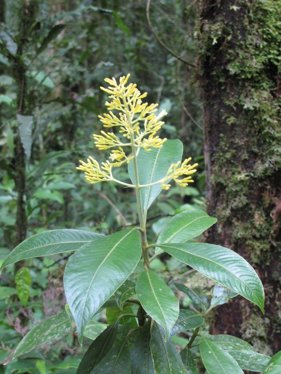 Palicourea 4