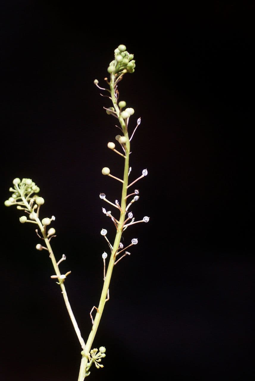 Coclearia 23