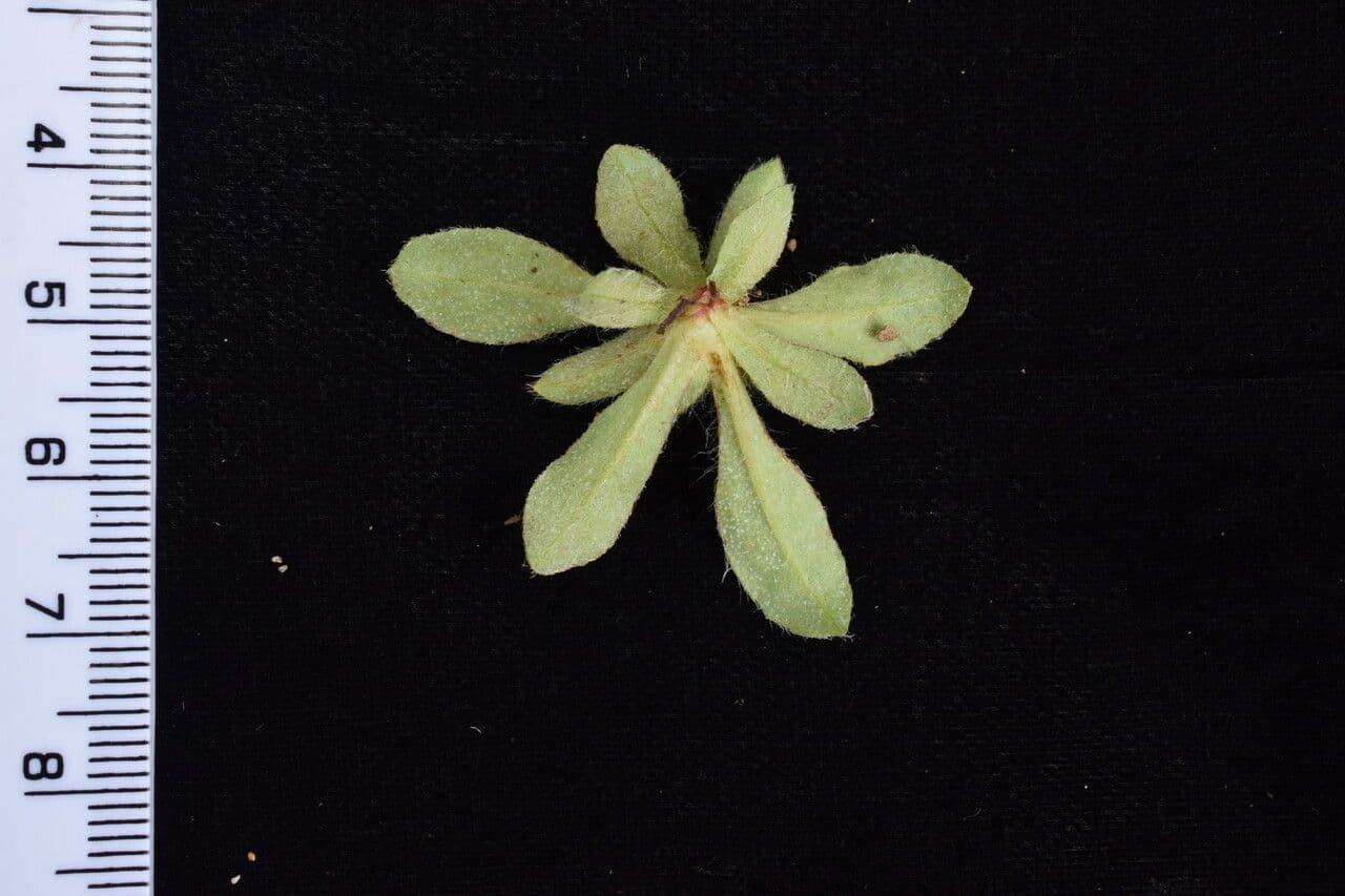 Androsace 12