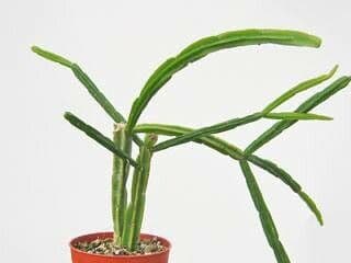 Rhipsalis pentaptera