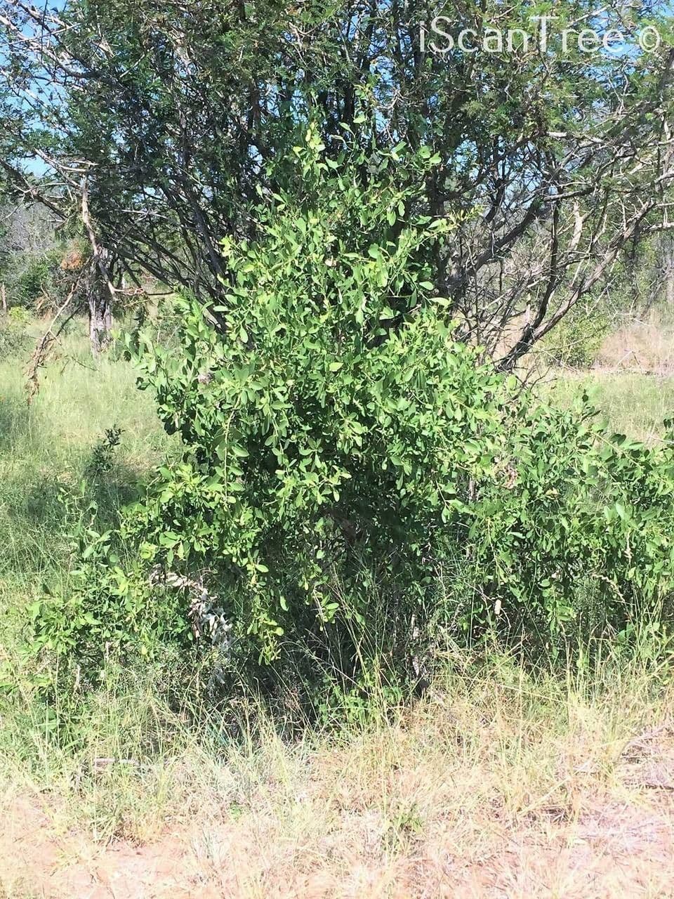 Gymnosporia 12