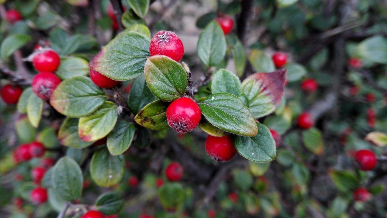Cotoneaster de Diels 14