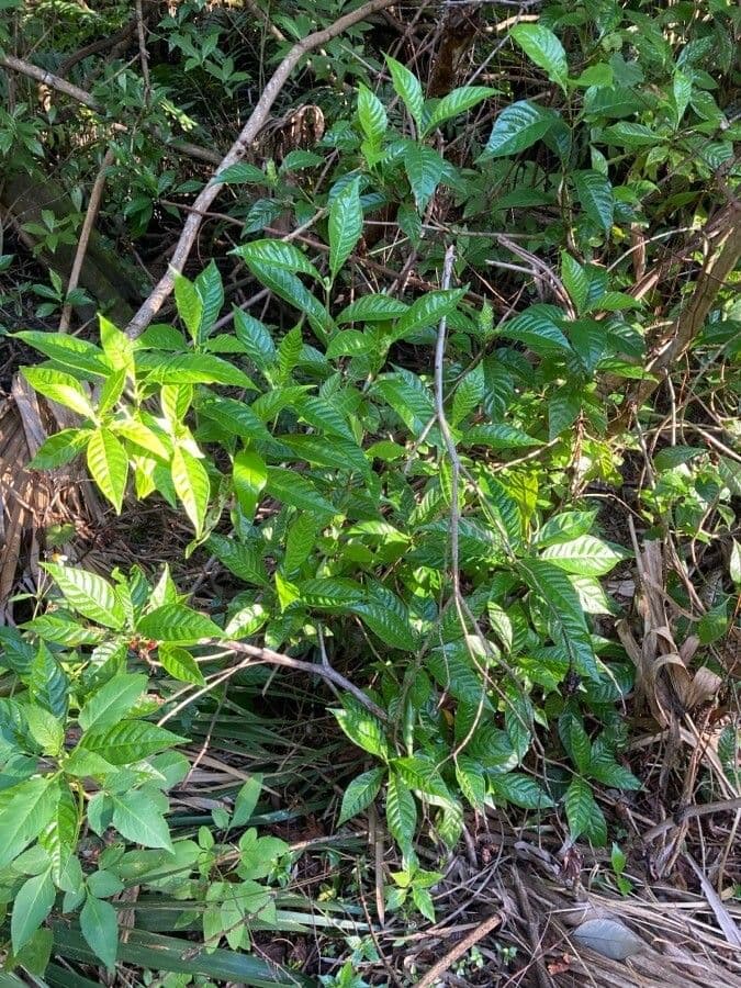 Psychotria nervosa 17