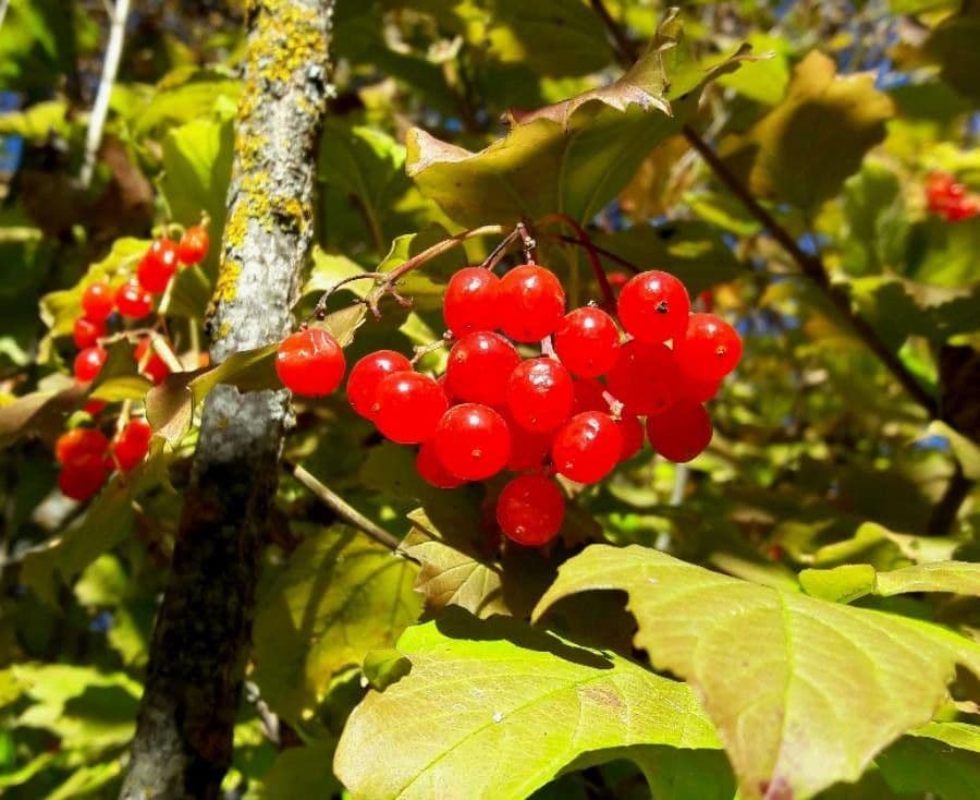 Kalina obecná 4