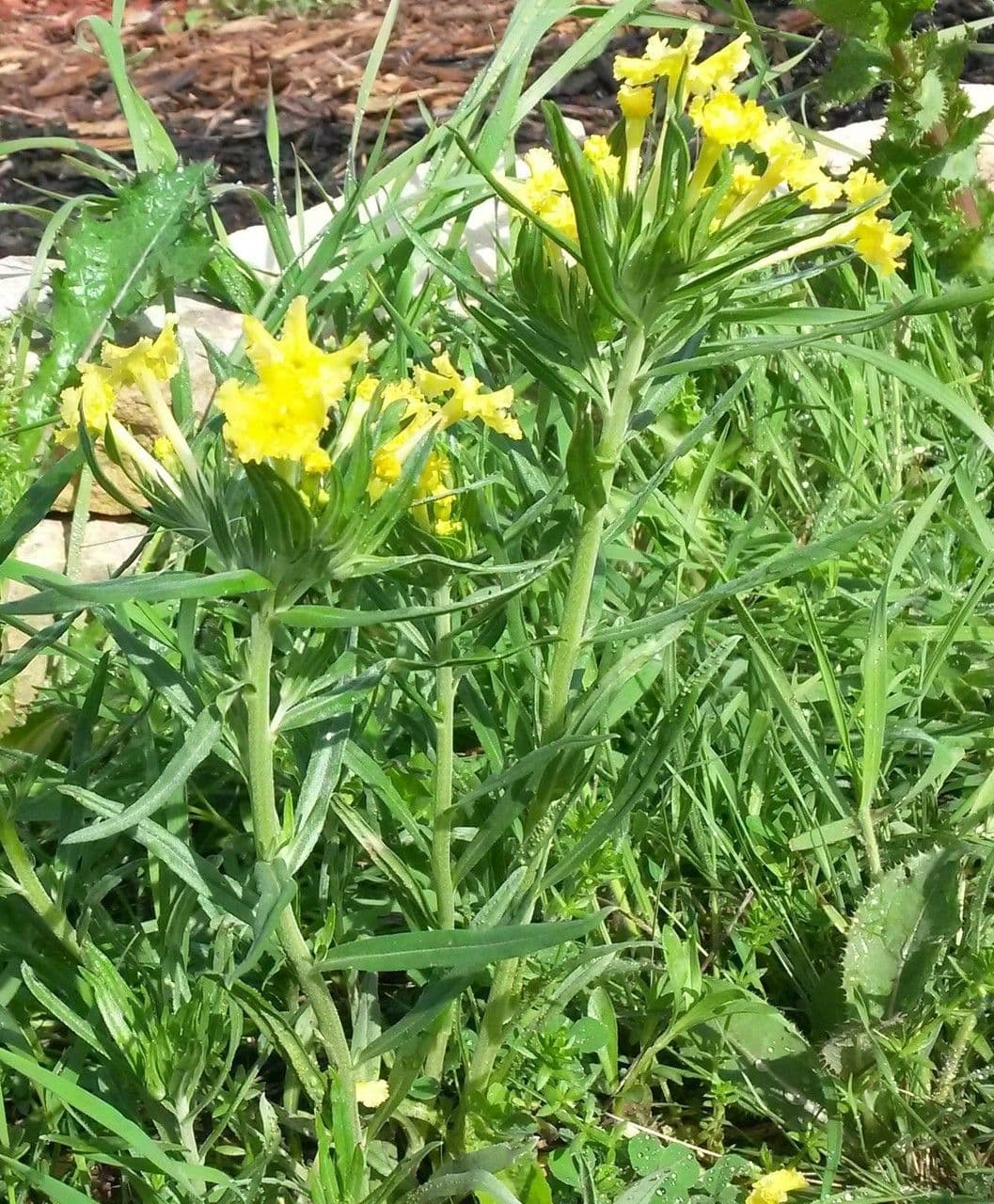 Lithospermum incisum 8