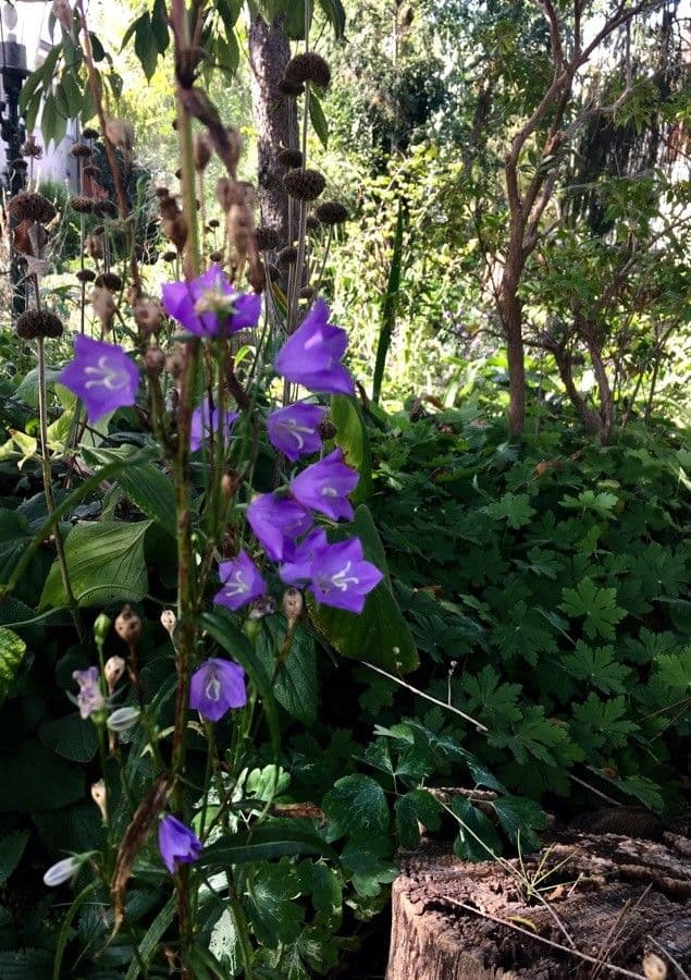 Campanilla 11