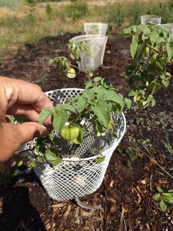 Tomatillo