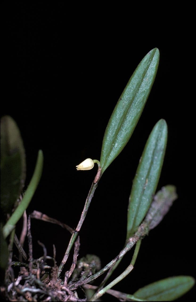 Octomeria 3