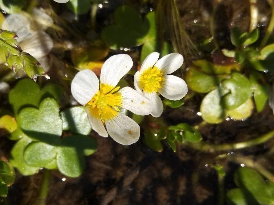 Ranuncolo acquatico 5