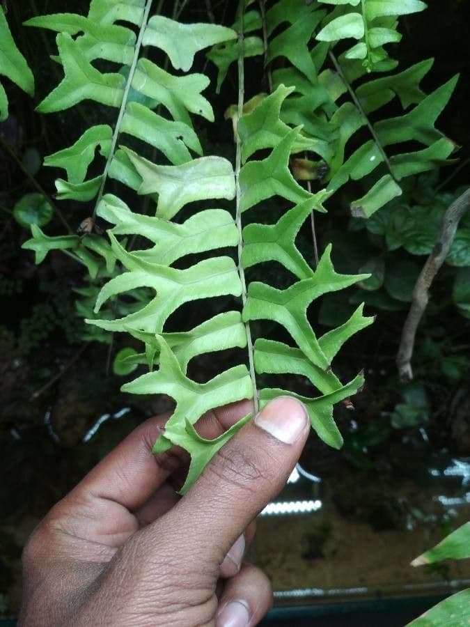 Nephrolepis 7