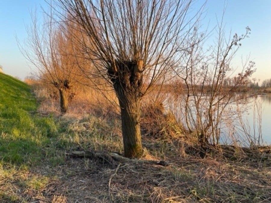 Silber-Weide 22