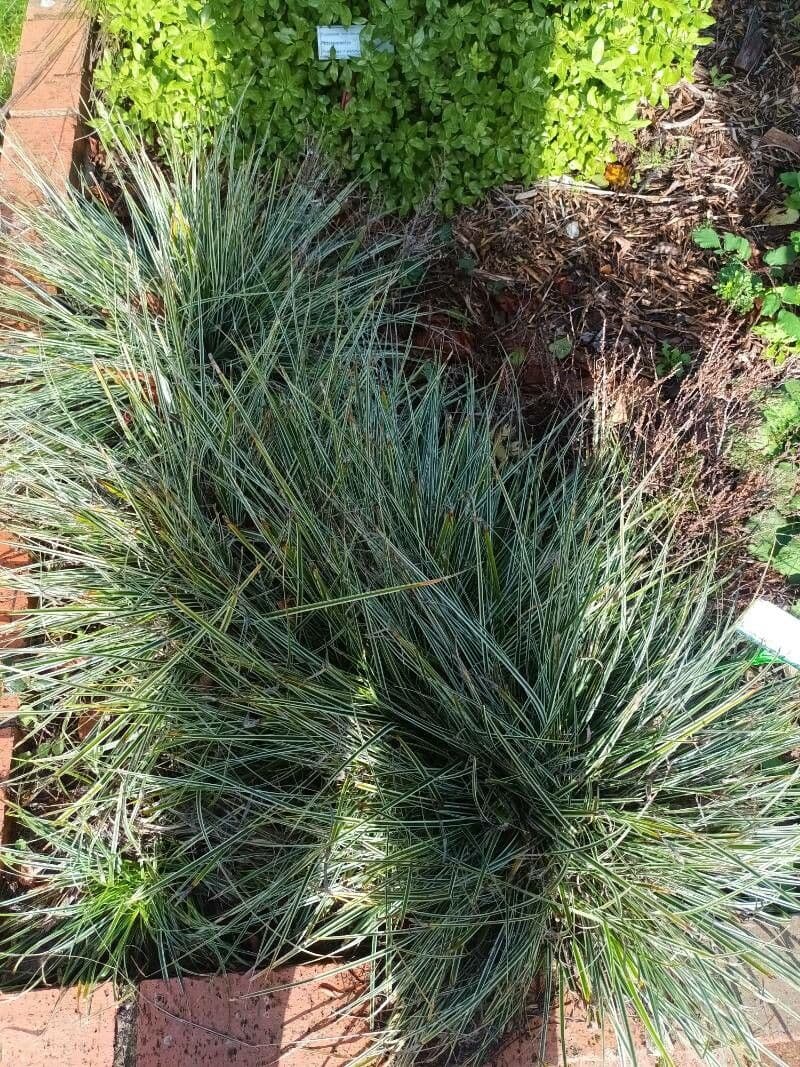Festuca 6