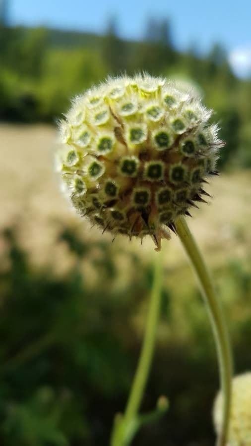 Cephalaria alpina 5
