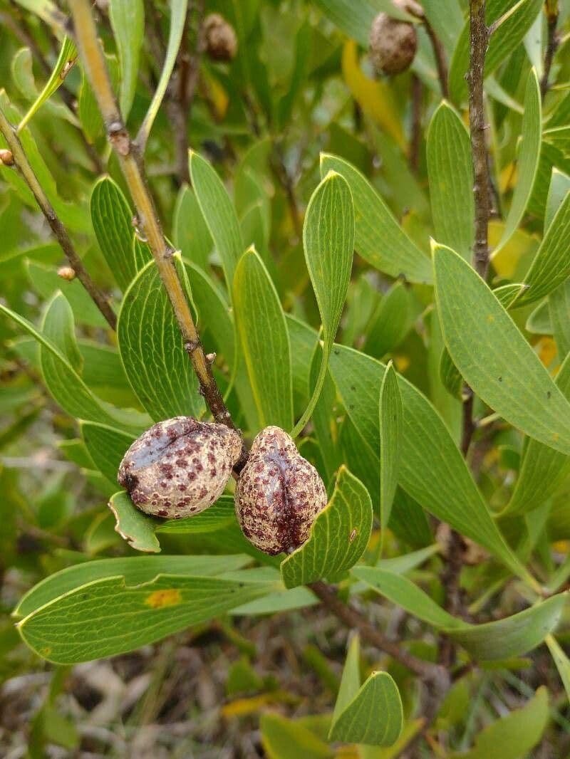 Hakea dactiloida