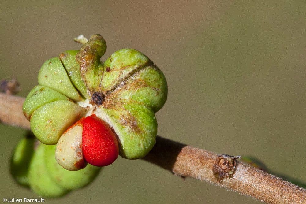 Phyllanthus 4