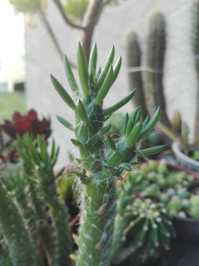Austrocylindropuntia 8