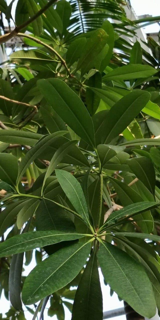 Alstonia